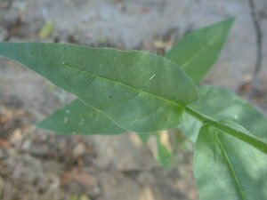 Nicotiana quadrivalvis Leaf